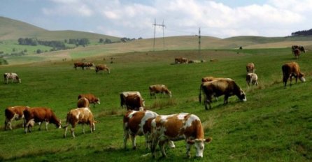 Poljoprivrednici iz RS-a traže zabranu uvoza goveda iz Srbije
