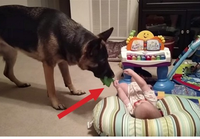 Prišao je bebi s igračkom u ustima, ono što je uradio će vam uljepšati dan (VIDEO)