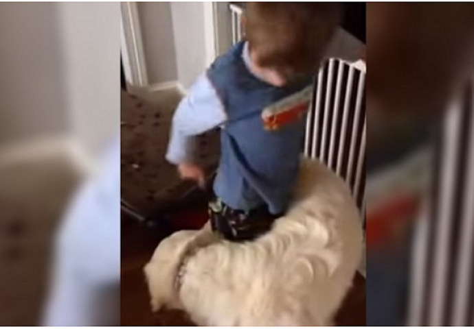 Pas je pronašao presmiješan način da zagrli svog najboljeg prijatelja (VIDEO)