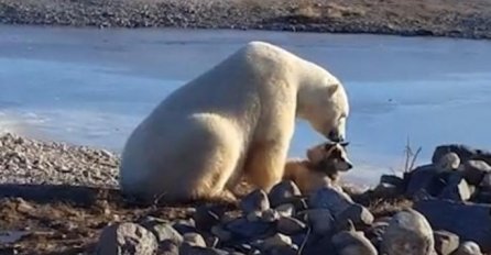 Polarni medvjed je mazio psa po glavi, a onda se desio JEZIV PREOKRET! (VIDEO)