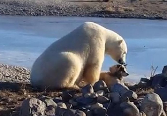 Polarni medvjed je mazio psa po glavi, a onda se desio JEZIV PREOKRET! (VIDEO)