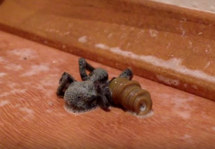 Biće vam muka cijeli dan: Ubio je pauka, ali sačekajte dok vidite šta je izašlo iz njega! (VIDEO)