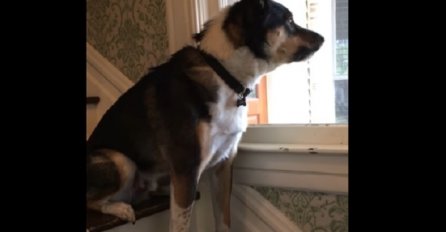 Reakcija ovog psa kada ugleda poštara je urnebesna (VIDEO)