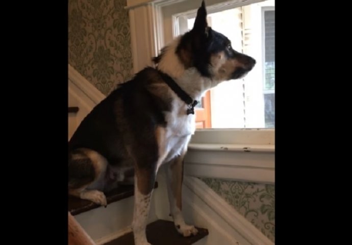 Reakcija ovog psa kada ugleda poštara je urnebesna (VIDEO)