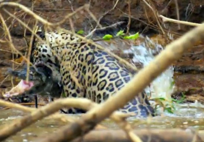 Jaguar uhvatio aligatora i vukao ga za lobanju, a onda ga brutalno čeljustima prepolovio! (VIDEO)