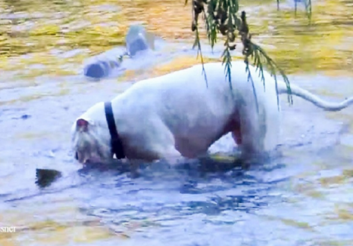 Pustio je svoje bijesne pse u rijeku, ono što su pronašli je nevjerovatno (VIDEO)