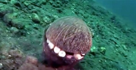 Primjetio je kokos na dnu okeana, ono što se krije unutra je najluđa stvar koju je vidio (VIDEO)