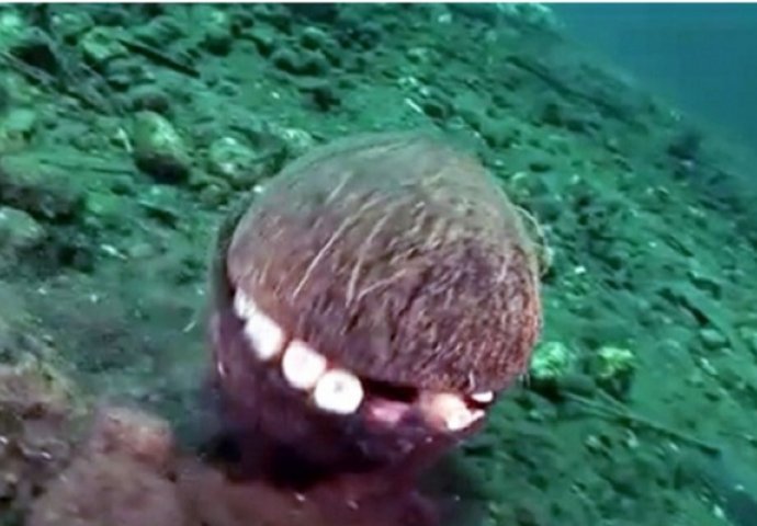 Primjetio je kokos na dnu okeana, ono što se krije unutra je najluđa stvar koju je vidio (VIDEO)