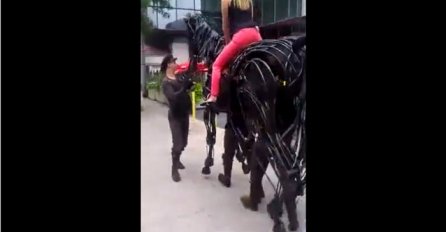 Na prvi pogled izgleda kao običan konj, ali kada pogledate bliže nećete vjerovati očima (VIDEO)