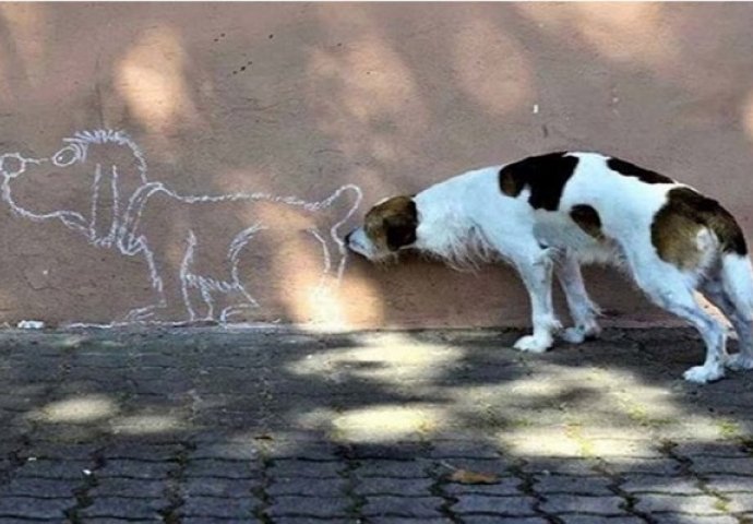 Pogledajte fotografije napravljene baš u pravom trenutku! Foto 7 je bez konkurencije