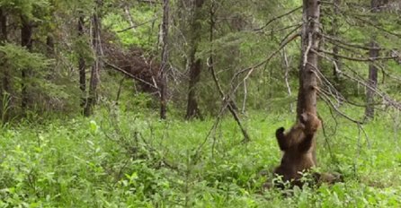 Otišli su u šumu i uperili kameru u drvo, par trenutaka kasnije naišao je medvjed i počinje show (VIDEO)