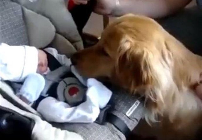 Video koji je posvađao internet: Da li je u redu da pas liže novorođenu bebu?