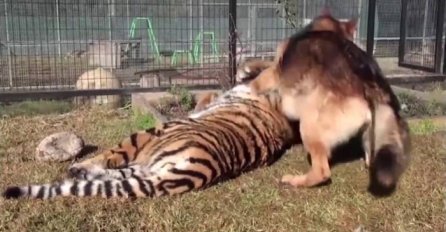 Pustio je vučjaka u kavez sa odraslim tigrom, ono što je uslijedilo gledat ćete u jednom dahu (VIDEO)