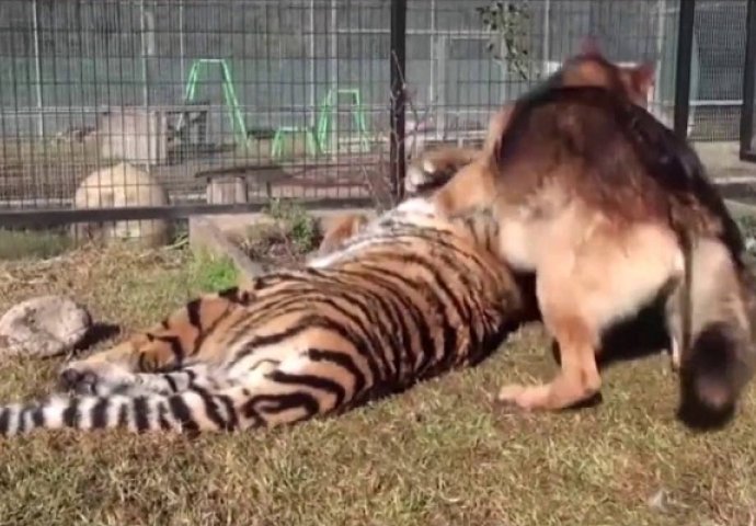 Pustio je vučjaka u kavez sa odraslim tigrom, ono što je uslijedilo gledat ćete u jednom dahu (VIDEO)