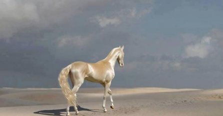 Ovo je najljepši konj na svijetu, ali kada su stručnjaci ispitali njegovu dlaku ostali su bez teksta (FOTO)