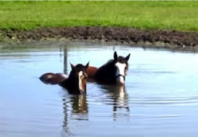 Dva konja počela su plivati, a zatim uradili nešto totalno neočekivano od njih (VIDEO)