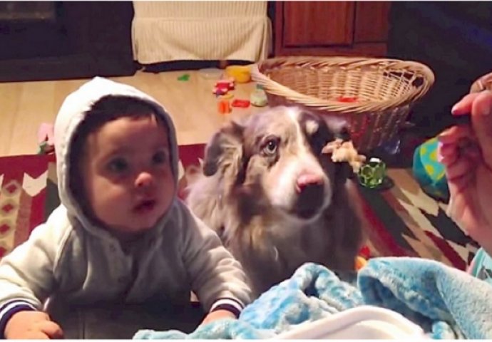 Rekla je svojoj bebi da kaže "Mama", ali dobro obratite pažnju šta je pas uradio (VIDEO)