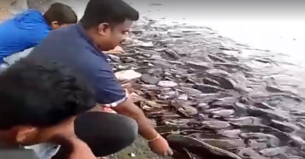 Džinovsko jato riba doplivalo do obale: Kada vidite razlog, bit ćete iznenađeni (VIDEO)