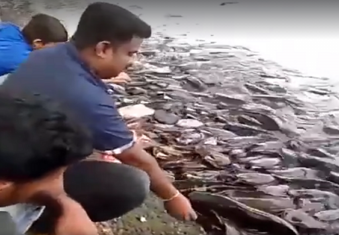 Džinovsko jato riba doplivalo do obale: Kada vidite razlog, bit ćete iznenađeni (VIDEO)