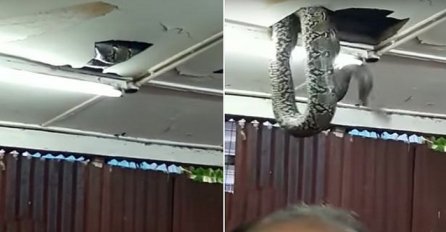 Gosti ostali užasnuti nakon što se ogromna zmija se probila kroz plafon u restoranu (VIDEO)
