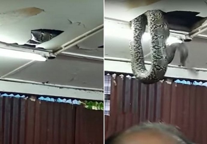 Gosti ostali užasnuti nakon što se ogromna zmija se probila kroz plafon u restoranu (VIDEO)