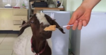 Svojoj kozi je dao kašiku kikiriki putera, ovakvu reakciju sigurno nije očekivao (VIDEO)