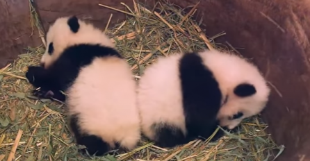 Neodoljivo: Ove bebe pande će vam popraviti dan (VIDEO)