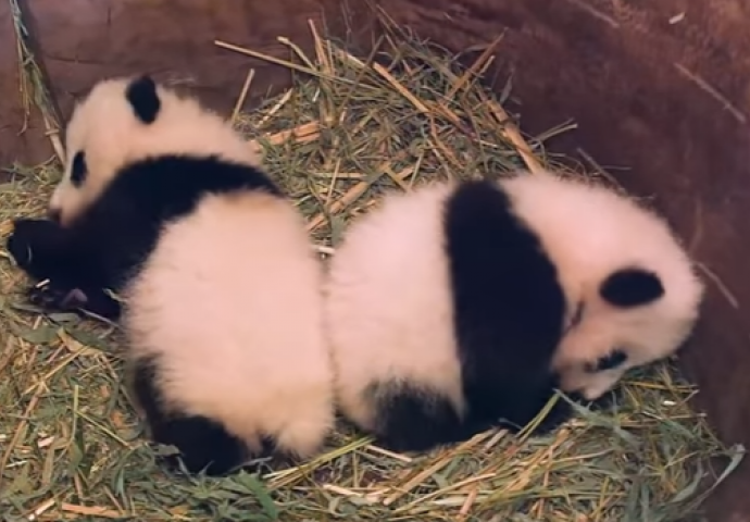 Neodoljivo: Ove bebe pande će vam popraviti dan (VIDEO)