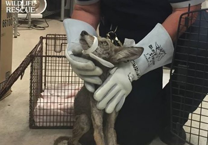 Ova žena je primjetila čudnog “psa” ispod njene verande, a kada je saznala njegovu tajnu ostala je bez teksta! 