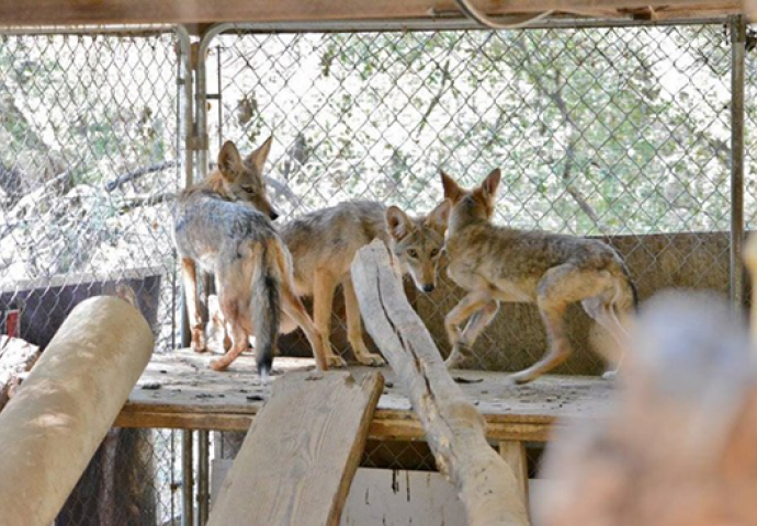 Ova žena je primjetila čudnog “psa” ispod njene verande, a kada je saznala njegovu tajnu ostala je bez teksta! 
