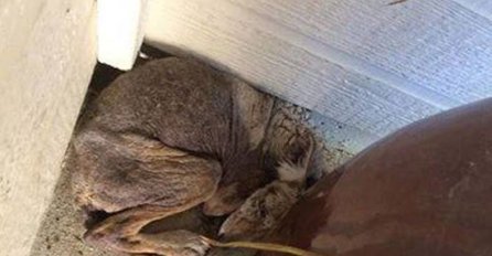 Ova žena je primjetila čudnog “psa” ispod njene verande, a kada je saznala njegovu tajnu ostala je bez teksta! 