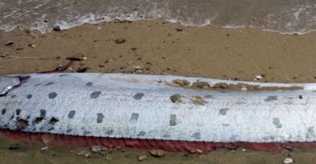 Svašta voda izbaci: Šetajući plažom, naletjela je na veliko morsko čudovište (VIDEO)