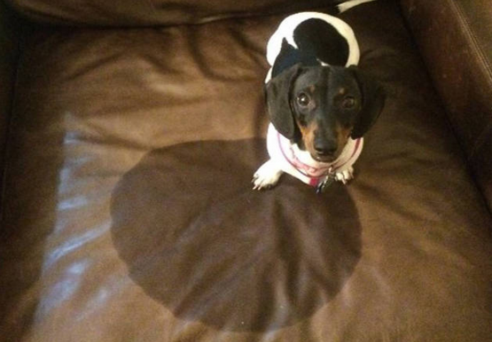 Mislite da ste imali loš dan? Čekajte da vidite kako su se oni proveli (FOTO)