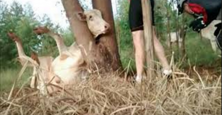 Naišli su na kravu sa glavom zaglavljenom između dva drveta, ovo ćete gledati u jednom dahu (VIDEO)
