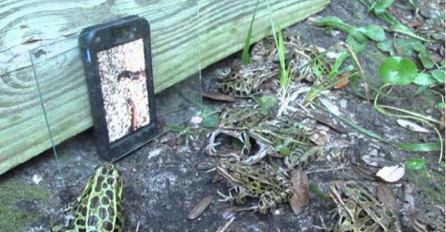 Pogledajte zašto je žaba koja je vidjela glistu na iPhone-u postala internet senzacija (VIDEO)