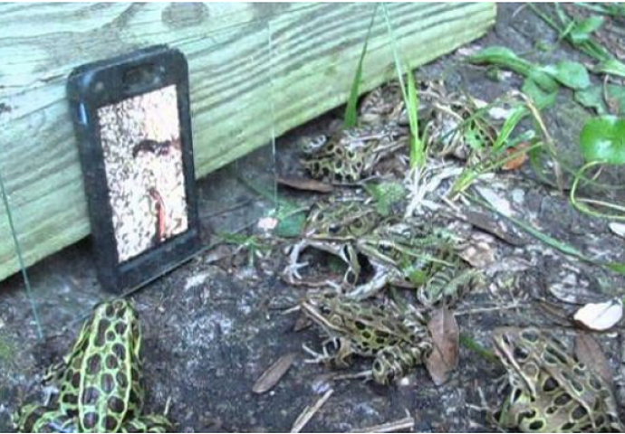 Pogledajte zašto je žaba koja je vidjela glistu na iPhone-u postala internet senzacija (VIDEO)