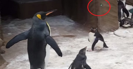 Dva mala pingvina su primjetila leptira, a onda je počela luda zabava (VIDEO)