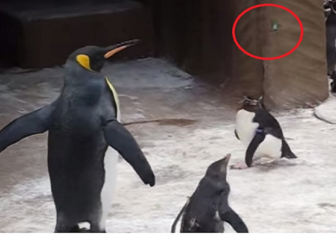 Dva mala pingvina su primjetila leptira, a onda je počela luda zabava (VIDEO)