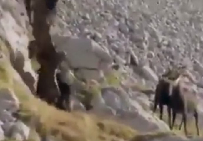 Orao je napao kozu, a onda kreće neviđena borba za život i smrt! (VIDEO)