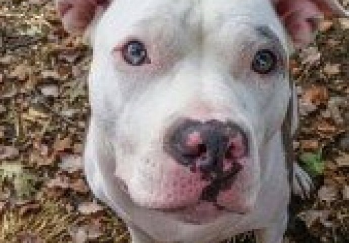 Ostavili su bebu sa ovom ‘smrtonosnom zvijeri’,  a onda su shvatili šta joj je ona učinila!