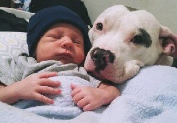 Ostavili su bebu sa ovom ‘smrtonosnom zvijeri’,  a onda su shvatili šta joj je ona učinila!