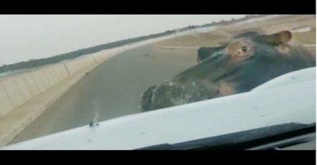 Vozeći se autom naišao je na ogromnog nilskog konja, ono što je uslijedilo pamtit će dok je živ (VIDEO)