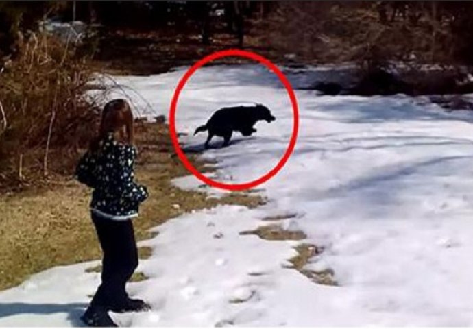 Prvi snijeg je pao, a sreća ovog crnog psa ne poznaje granice (VIDEO)