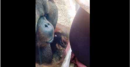 Trudnica je prislonila stomak uz staklo, ono što je orangutan uradio će vam rastopiti srce (VIDEO)