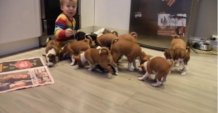 16 štenaca su okružili malog dječaka, a ono što je uslijedilo je najslađa stvar ikada (VIDEO)