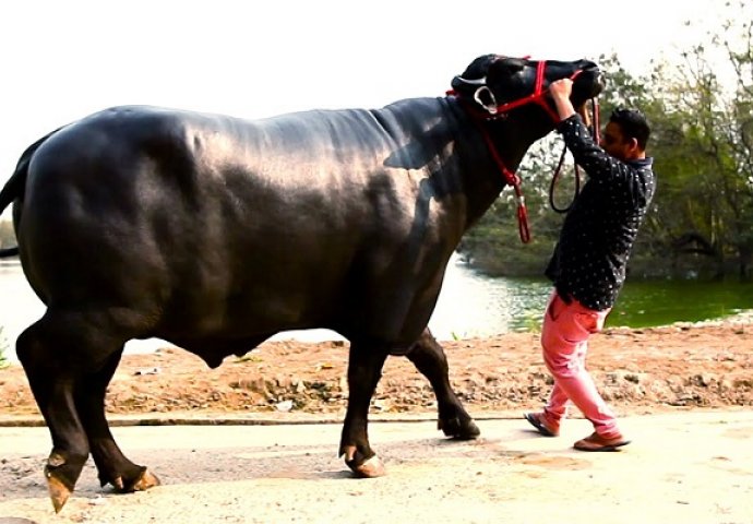 Znamo da su bikovi jake životinje ali ovaj je najjači bik od svih (VIDEO)