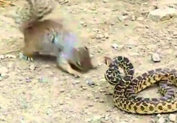 Obračun gladne vjeverice i opasne zmije je nešto što niste vidjeli! Šta mislite koja je bila jača? (VIDEO)