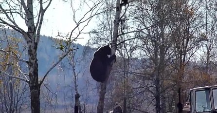 Samo u Rusiji: Evo zašto ne trebate izazivati divlje medvjede (VIDEO)
