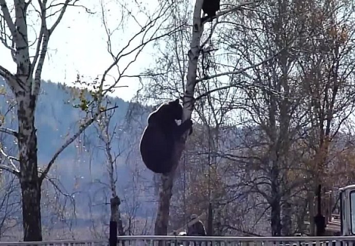 Samo u Rusiji: Evo zašto ne trebate izazivati divlje medvjede (VIDEO)