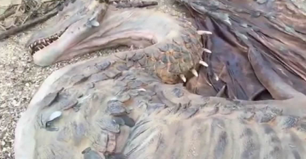 Čovjek na zabačenom ostrvu na Tihom okeanu pronašao pravog mrtvog zmaja (VIDEO)